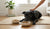 When Should My Dog Start Eating Adult Food? A Comprehensive Guide for Pet Owners-141419675887