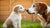 When Should My Puppy Switch to Dog Food? A Comprehensive Guide