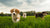 When Should Puppies Eat Dog Food: A Comprehensive Guide for Pet Parents