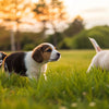 When Should Puppies Eat Dry Dog Food? A Comprehensive Guide for New Puppy Parents