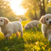 When Should Puppies Start Eating Adult Dog Food? A Comprehensive Guide