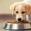 When Should Puppies Start Eating Dog Food? A Comprehensive Guide for New Pet Owners