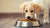 When Should Puppies Start Eating Dog Food? A Comprehensive Guide for New Pet Owners