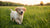 When Should Puppies Start Eating Dry Dog Food? A Comprehensive Guide for New Pet Owners-140219220207