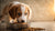 When Should Puppies Start Eating Hard Dog Food? A Comprehensive Guide