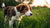 When Should You Change Your Dog from Puppy Food: A Comprehensive Guide