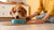 When Should You Feed Your Dog Wet Food? A Comprehensive Guide for Pet Owners