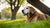 When Should You Give Your Dog Senior Food? Understanding Your Dog’s Nutritional Needs as They Age