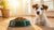 When Should You Stop Feeding Puppy Food to Your Dog?