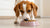 When Should You Stop Giving a Dog Puppy Food? A Comprehensive Guide for Pet Owners