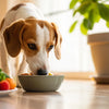 When Should You Stop Giving Dogs Puppy Food? Navigating the Transition to Adult Dog Food