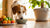 When Should You Stop Giving Dogs Puppy Food? Navigating the Transition to Adult Dog Food