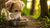 When Should You Stop Giving Your Dog Puppy Food? A Comprehensive Feeding Guide