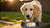When Should You Stop Giving Your Dog Puppy Food? Understanding the Transition to Adult Dog Nutrition