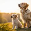 When Should You Switch from Puppy Food to Dog Food: A Comprehensive Guide