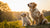 When Should You Switch from Puppy Food to Dog Food: A Comprehensive Guide
