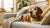 When Should You Switch to Senior Dog Food? Understanding Your Dog's Nutritional Needs-141223362799