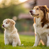 When Should You Switch Your Puppy to Adult Dog Food? Understanding How Old Before a Puppy Can Eat Dog Food