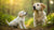 When Should You Transition Your Puppy to Adult Dog Food? Essential Insights on What Age to Take Dog Off Puppy Food