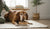 When to Buy Senior Dog Food: A Comprehensive Guide for Pet Parents-141234405615