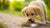 When to Change Dog Food for Puppy: A Comprehensive Guide