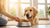 When to Change Dog to Adult Food: A Comprehensive Guide for Pet Parents-141046808815