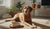 When to Change from Puppy Food to Adult Dog Food: A Comprehensive Guide for Pet Owners-141419741423