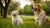 When to Change Puppy Food to Dog Food: Your Comprehensive Guide