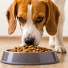 When to Change Your Dog from Puppy Food: A Comprehensive Guide