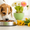 When to Change Your Dog from Puppy to Adult Food: A Comprehensive Guide