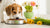 When to Change Your Dog from Puppy to Adult Food: A Comprehensive Guide