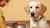 When to Feed a Dog Adult Food: Transition Guide for Pet Parents-141222215919