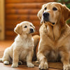 When to Feed a Puppy Adult Dog Food: A Complete Guide for Pet Owners