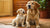 When to Feed a Puppy Adult Dog Food: A Complete Guide for Pet Owners