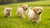 When to Feed Dog Food to Puppies: A Comprehensive Guide