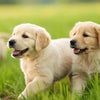 When to Feed New Puppies Dog Food: A Comprehensive Guide