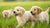 When to Feed New Puppies Dog Food: A Comprehensive Guide