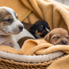 When to Feed Newborn Puppies Dog Food: A Comprehensive Guide for New Dog Owners