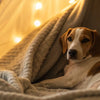 When to Feed Pregnant Dog Puppy Food: A Comprehensive Guide