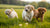When to Feed Puppies Dry Dog Food: An In-Depth Guide to Optimal Nutrition