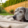 When to Feed Senior Dog Food: A Comprehensive Guide to Nutrition for Your Aging Pup