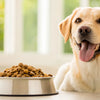 When to Give Adult Dog Food: A Comprehensive Guide for Pet Owners