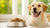 When to Give Adult Dog Food: A Comprehensive Guide for Pet Owners