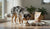 When to Give Dog Adult Food: A Comprehensive Guide to Transitioning Your Puppy-141418397935