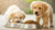 When to Give Dog Food to Puppies: A Comprehensive Guide