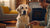 When to Give My Dog Adult Food: A Comprehensive Guide for Pet Owners-141046776047