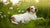 When to Give Pregnant Dog Puppy Food: A Comprehensive Guide for Expecting Dog Parents