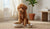 When to Give Puppy Adult Dog Food: A Comprehensive Guide for Pet Owners-141419217135