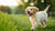 When to Give Puppy Regular Dog Food: A Comprehensive Guide for Pet Owners
