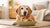 When to Give Senior Dog Food: A Comprehensive Guide for Pet Owners-141222969583